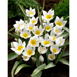 Tulip Polychroma - 5 adet - 