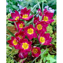 Tulip Pulchella Odalisque - 5 buah - 