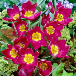 Tulip Pulchella Odalisque - 5 buah - 