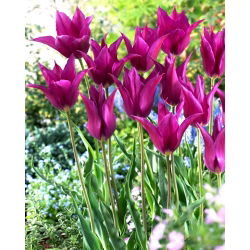 Tulp Purple Dream - groot pakket! - 50 stuks - 