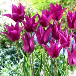 Tulp Purple Dream - groot pakket! - 50 stuks - 