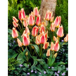 Tulip Quebec - velké balení! - 50 ks.