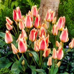 Tulip Quebec - velké balení! - 50 ks.