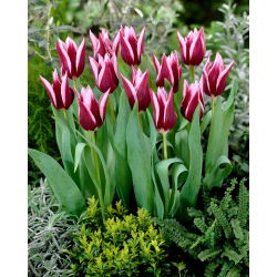 Tulip Tomato - 5 miếng - 