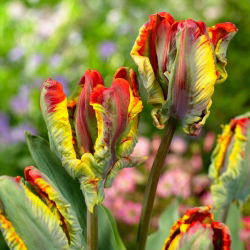 Tulip Rasta Parrot - 5 ks.