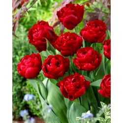 Tulip 'Red Baby Doll' - nagy csomag - 50 db.