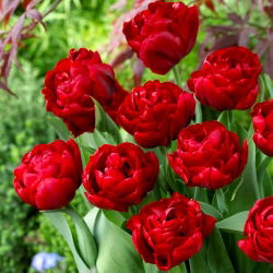 Tulip 'Red Baby Doll' - nagy csomag - 50 db.