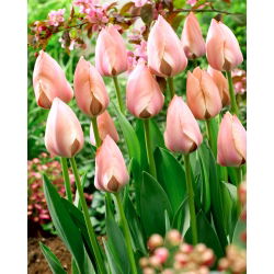 Tulipan 'Salmon Van Eijk' - stor pakke - 50 stk.