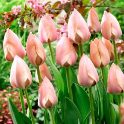 Tulipan 'Salmon Van Eijk' - stor pakke - 50 stk.