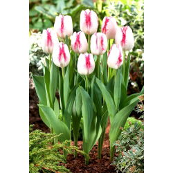 Tulip Salvo - nagy csomag! - 50 db.