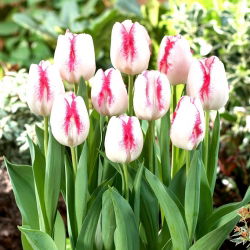 Tulip Salvo - nagy csomag! - 50 db.