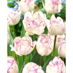 Tulip „Shirley Double“ - 5 vnt.