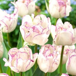 Tulip „Shirley Double“ - 5 vnt.