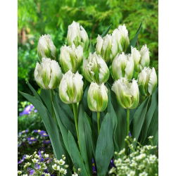 Tulip Snow Valley - 5 buah - 