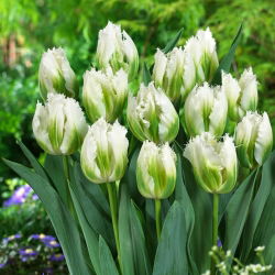 Tulip Snow Valley - 5 buah - 