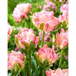 Tulipano stella di pappagalli - 5 pezzi