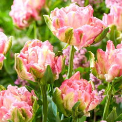 Tulipano stella di pappagalli - 5 pezzi