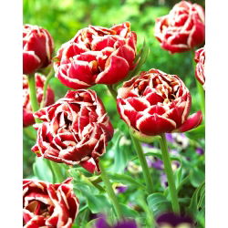 Tulip Starline - nagy csomag! - 50 db.
