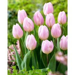 Tulipán 'Bandera dulce' - 5 piezas
