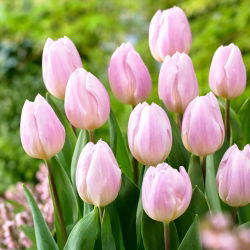 Tulipe 'Sweet Flag' - 5 pieces