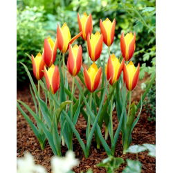Tulip Taco - paket besar! - 50 buah - 