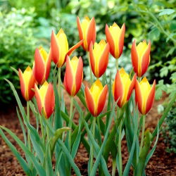 Tulip Taco - 5 adet - 