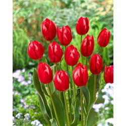 Tulip Temptation - 5 buah - 