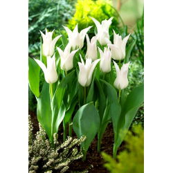 Tulp 'Tres Chic' - grootverpakking - 50 st - 