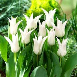 Tulp 'Tres Chic' - grootverpakking - 50 st - 