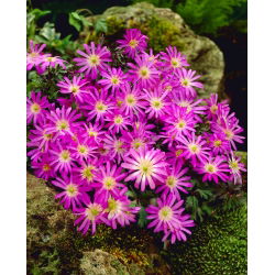 Anémona balcánica - Estrella violeta - 8 piezas; Windflower griego, windflower de invierno
