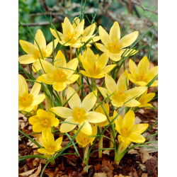 Crocus Saturnus - pakej besar! - 100 keping - 
