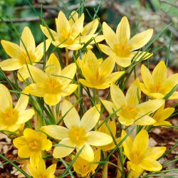 Crocus Saturnus - 10 tk
