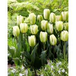 Tulipan 'Green Spirit' - stor pakke - 50 stk.