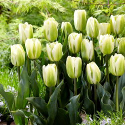 Tulipan 'Green Spirit' - stor pakke - 50 stk.
