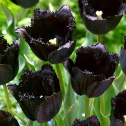 Tulip Fringed Black - tulip paling hitam dari semuanya! - 5 buah - 