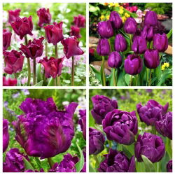 Mix tulipánů 'Negrete' - 40 ks.