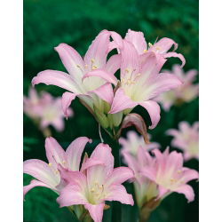 Amaryllis belladonna, lilie Jersey - velké balení! - 10 ks.; belladonna-lily, nahá-lady-lily, March lily