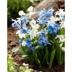 Sibiřský squill - modro-bílý set - 100 ks - 