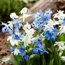 Sibiřský squill - modro-bílý set - 100 ks - 