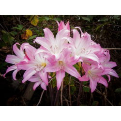 Amaryllis belladonna, lilie Jersey - velké balení! - 10 ks.; belladonna-lily, nahá-lady-lily, March lily