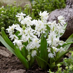 White squill - velké balení! - 100 ks.