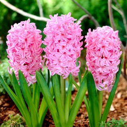 Marocari - 2 buc. - Hyacinthus