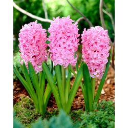Marocari - 2 buc. - Hyacinthus