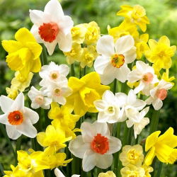 Narcissus Mix - Нарцисов микс - 5 луковици