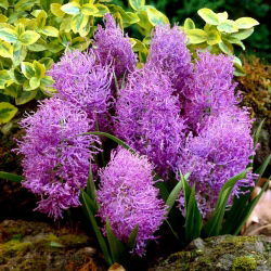 Muscari Plumosum - Plumozum de haină de struguri - 5 bulbi