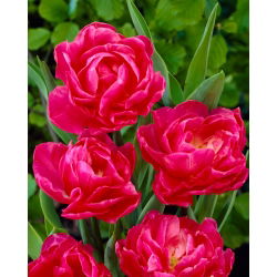 Tulipaner May Wonder - pakke med 5 stk - Tulipa May Wonder