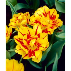 Tulipaner Monsella - pakke med 5 stk - Tulipa Monsella