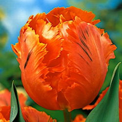 Tulipano Orange Favourite - pacchetto di 5 pezzi - Tulipa Orange Favourite