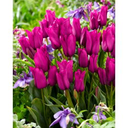 Tulpės Purple Bouquet - pakuotėje yra 5 vnt - Tulipa Purple Bouquet