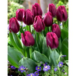 Tulipa Recreado  - 郁金香Recreativo  -  5个洋葱